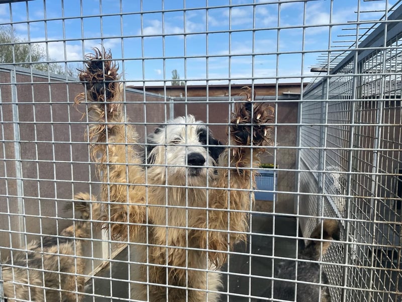dog in romania