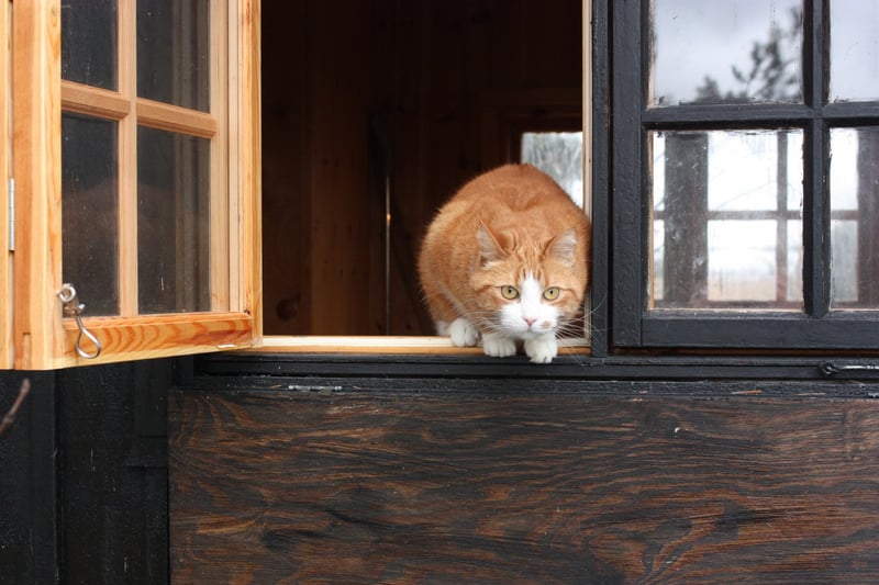 Katten Tuffe