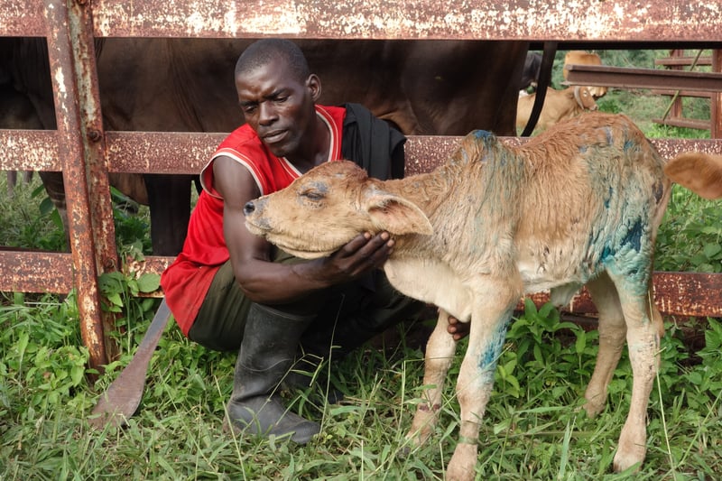A man with his young calf, which has received veterinary treatment at a World Animal Protection organised assessment in the Dolo district of Malawi following flooding.
