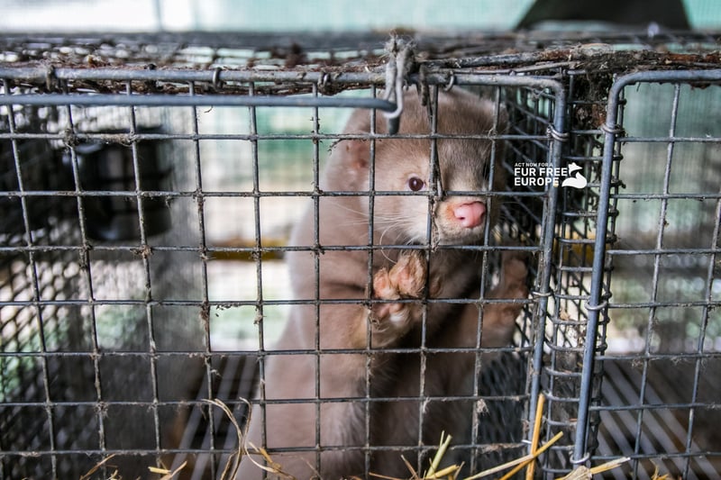Fur Free Europe