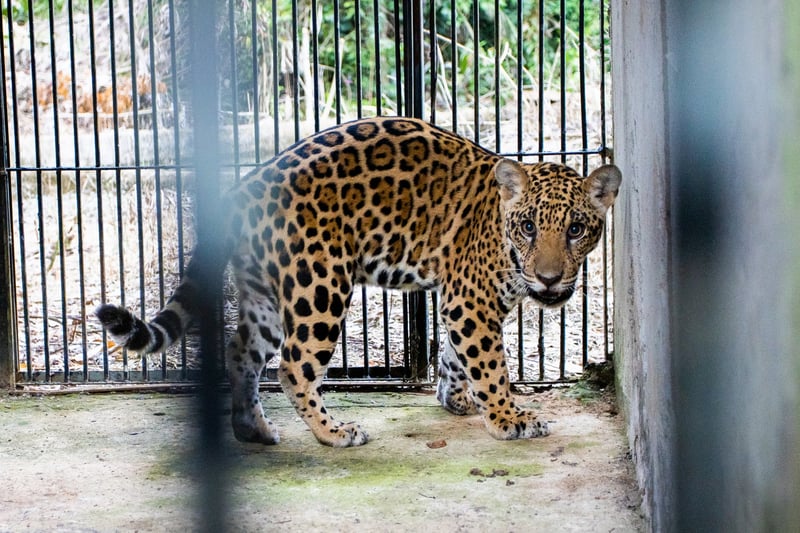 Xamã depois da viagem e antes da soltura no recinto de reabilitação, aguardando ansioso no espaço de cambiamento - Crédito: Noelly Castro/Proteção Animal