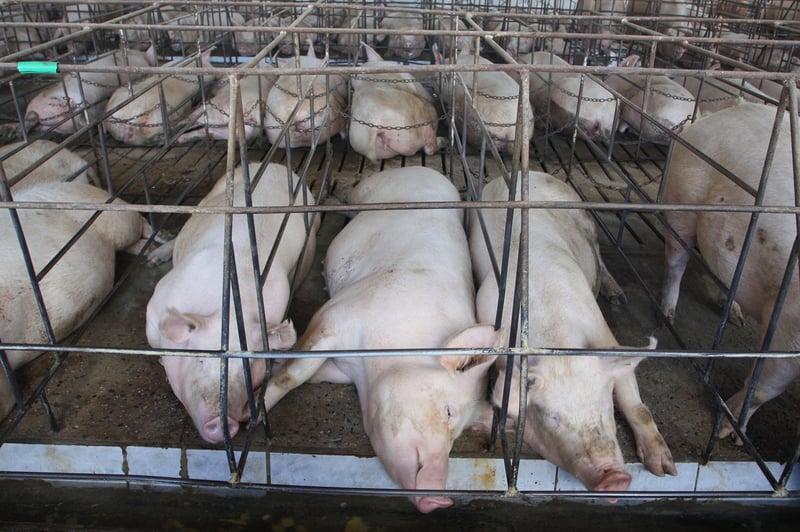 pig nondisclosed