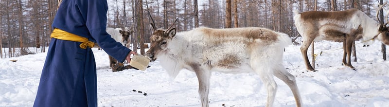 Nordiska renar utnyttjas av nöjesindustrin