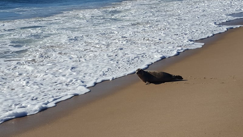 USA: Tre sälungar är åter fria i havet