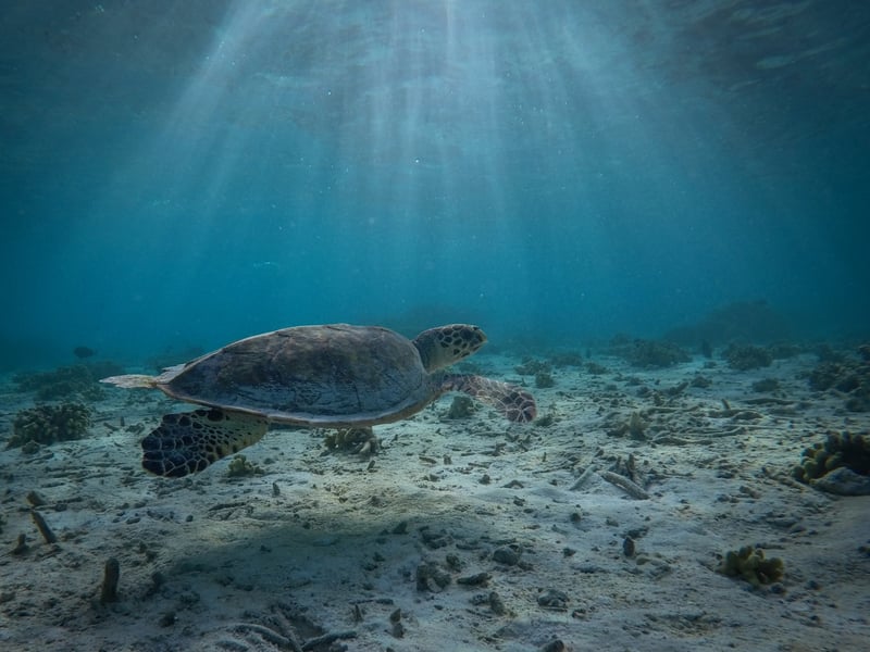 Australiens regering tar itu med plastnät i havet