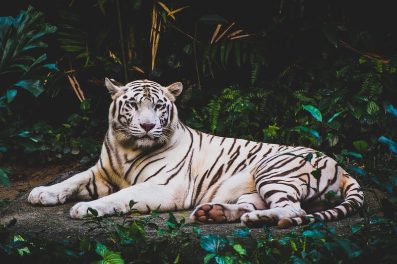 Tiger Singapore