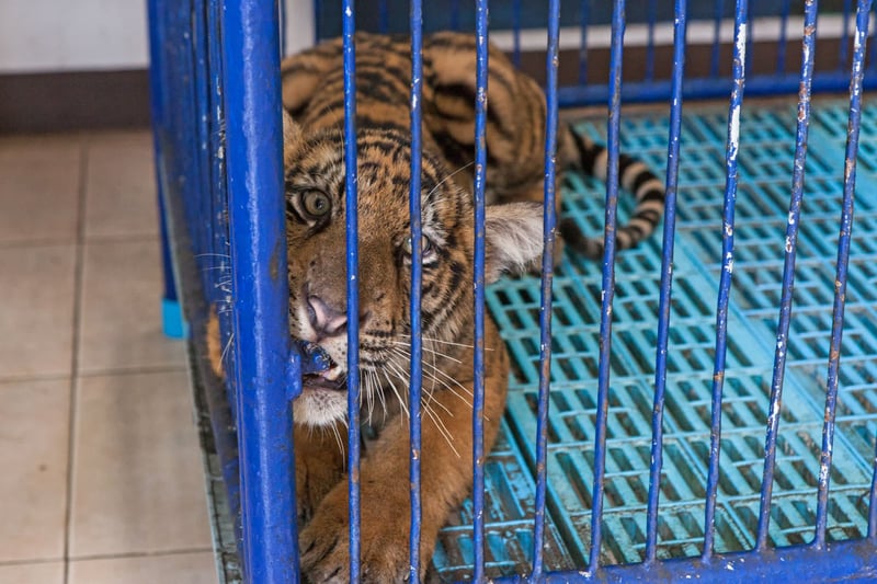 Tiger at wildlife tourist attraction in Thailand - World Animal Protection - Wildlife. Not entertainers
