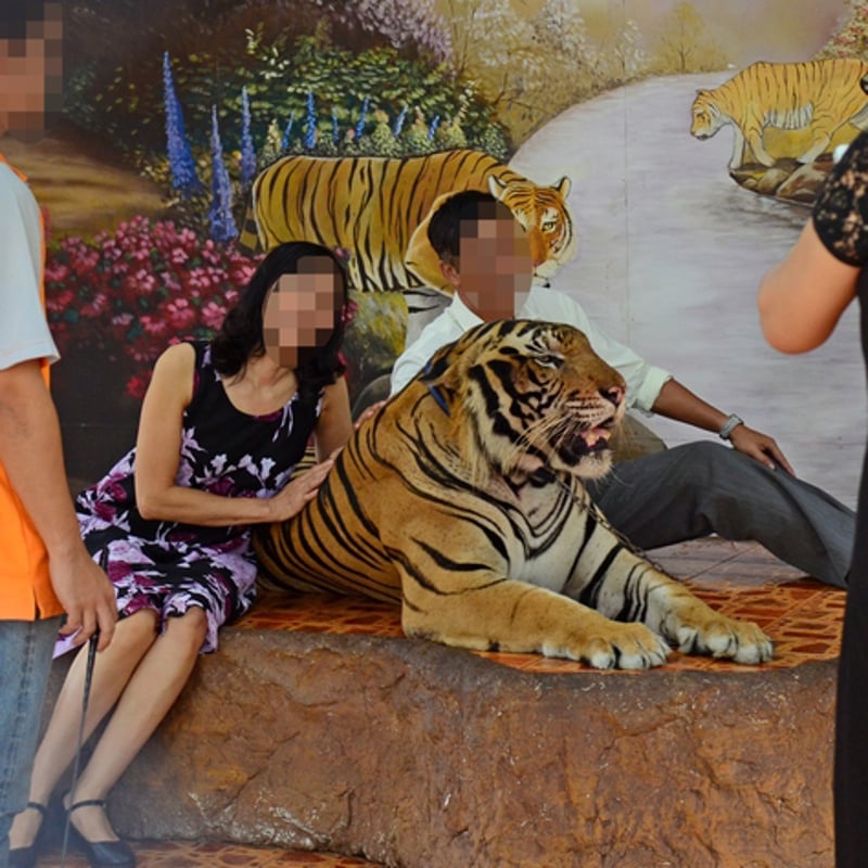 tiger selfie