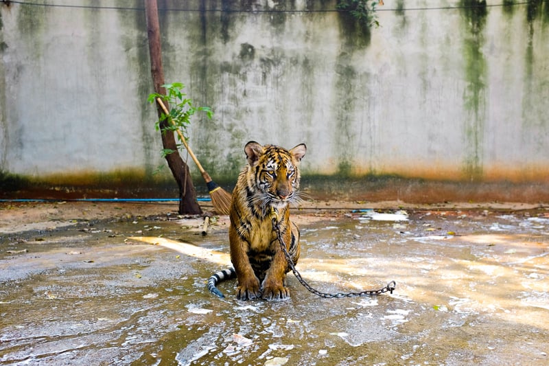 A chained tiger sits on a concrete floor