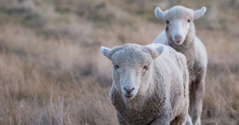 Rescued sheep at Edgar's Mission Sanctuary, Australia.