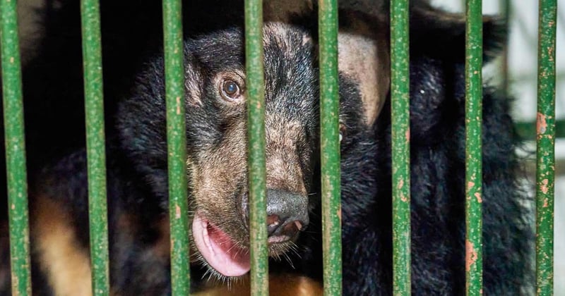 World Animal Protection, Vietnam’s Forest Protection Department (FPD) and Four Paws came together to rescue Na (whose name means custard apple) from her tiny, 1.5m squared cage, with very little natural light and barely enough room to move and express her natural behaviours.
