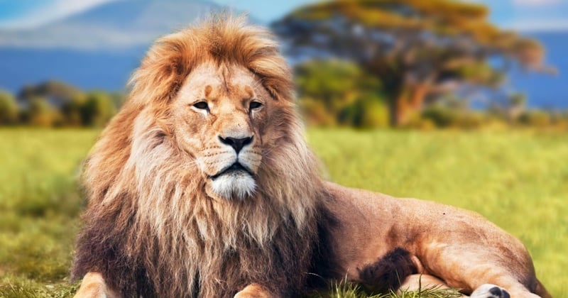 World Lion day world animal protection India