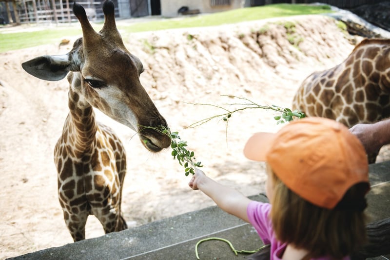 Giraff djurpark