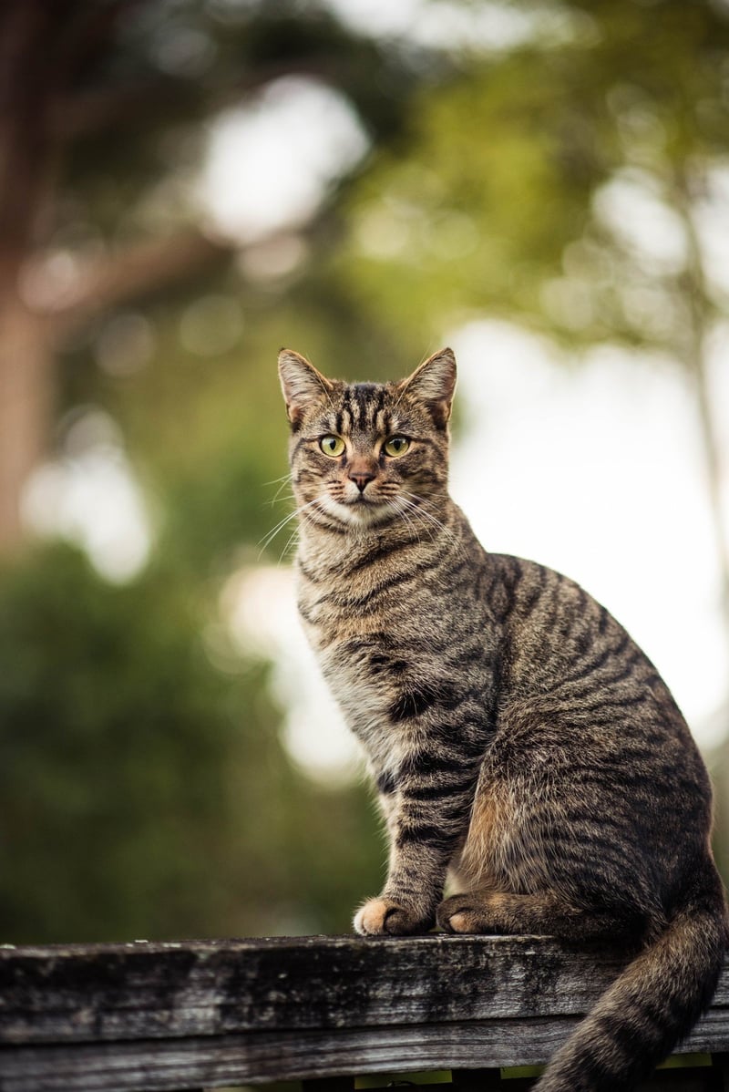 Id-märkning av katter