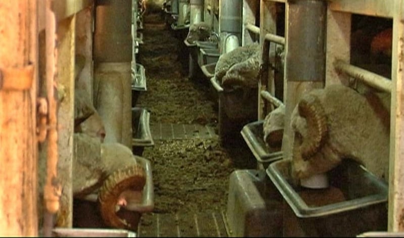 Millions of live sheep are subjected to a gruelling months-long road and sea journey from Australia to the Middle East every year. They travel in hot, poorly-lit dens with three sheep crushed into each square metre. Tens of thousands die each year from hunger, unable to recognise the concentrated pellets on the ships as food. Still more are killed or injured if they slip or fall, smothered by the other animals.  Those that survive are roughly unloaded and taken to ‘fattening plants’ before being slaughtered in deplorable conditions. Pictured:  Sheep on the ship, kept in cramped and filthy conditions.Foto: Animals Australia