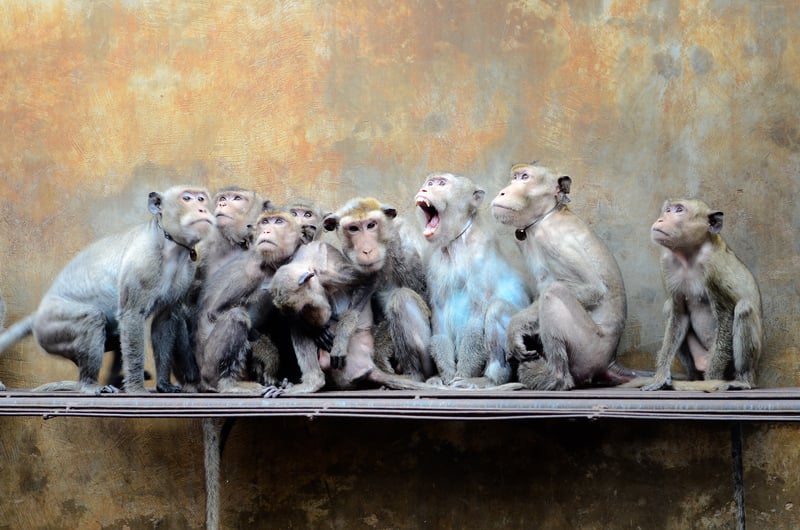 I en ny rapport kartlägger World Animal Protection uppföd¬ningen av vilda djur i världen. En jätteindustri som under de senaste 20 åren drabbat över fem miljarder djur och årligen omsätter tiotals miljarder kronor. Slutsatsen är att denna grymma och hälsofarliga uppfödning måste avvecklas.