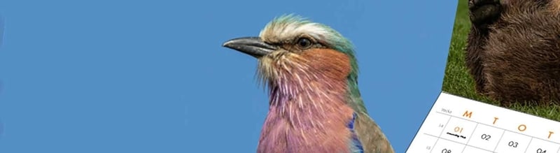 Vår kalender 2024 Flera bilder är tagna av bevarandefotografen Tom Svensson, vår ambassadör. Han började fotografera djur för att påverka människor och göra skillnad, särskilt genom att dokumentera illegal handel och tjuvjakt.