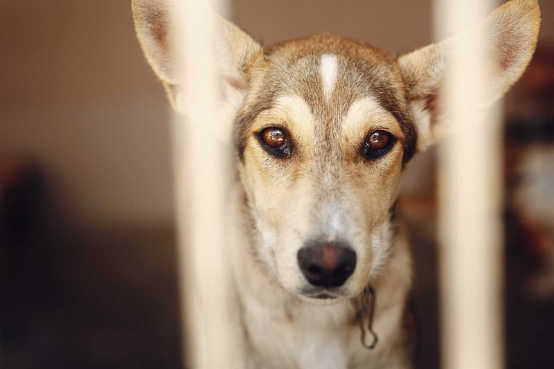 Tack för att du är med och skapar en djurvänligare värld! I samarbete med den nederländska organisationen Animal Heroes hjälper vi utsatta hundar i det krigsdrabbade Ukraina.