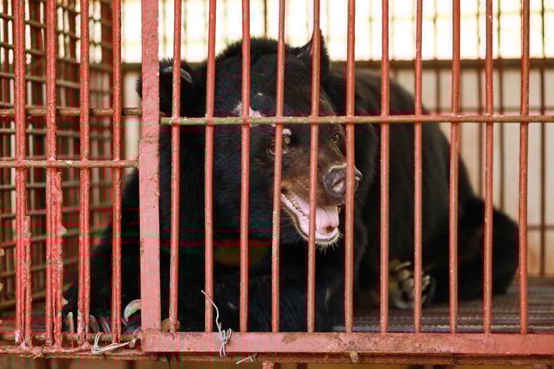 En björn som tvingats leva ensam i en liten bur i 20 år i Vietnam har äntligen släppts fri och tagits till ett reservat. Tack vare dig kunde vi - tillsammans med organisationen FOUR PAWS och vietnamesiska departementet för skogsskydd - rädda björnen Chinh.