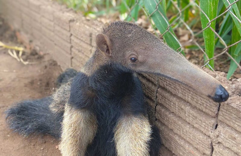 Tack för att du är med och skapar en djurvänligare värld. Jättemyrsloken Fadinha fick hjälp efter de katastrofala skogsbränderna i Brasilien. Nu har hon äntligen fått komma tillbaka till sin naturliga livsmiljö igen.
