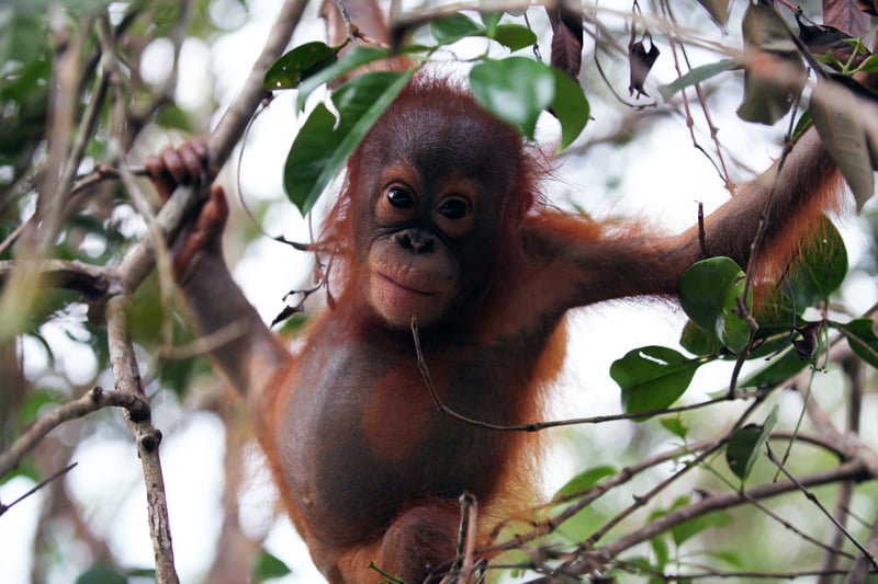 These younger orangutans at Nyaru Menteng sanctuary have a chance of full recovery and living in the wild. Foto: World Animal Protection