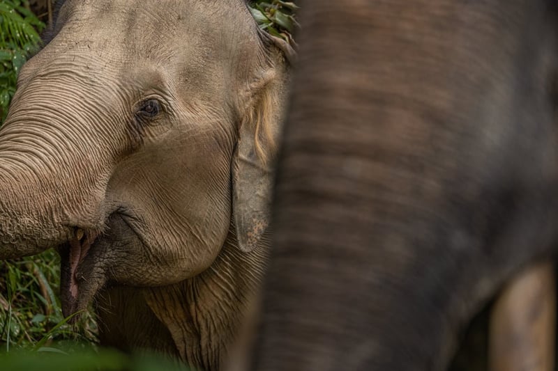 Following Giants i Thailand får prestigefyllt pris av Tripadvisor