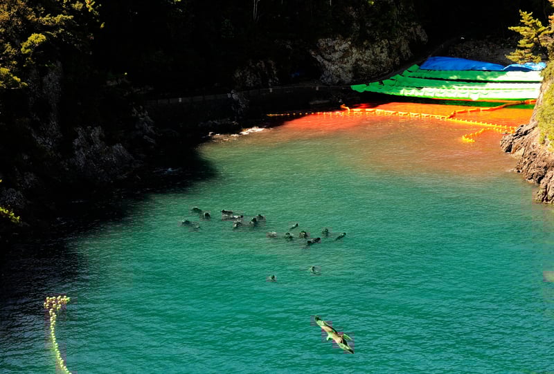 Varje år jagas hundratals delfiner hänsynslöst i havet utanför den japanska staden Taiji. World Animal Protection och Action for Dolphins kan i en ny rapport avslöja att fem stora resebolag har kopplingar till den brutala jakten. - Foto Robert Gilhooly Sept 2023