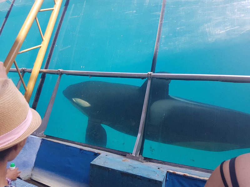 Marineland Antibes