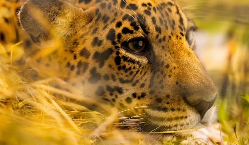 Den rehabiliterade jaguaren Xamã lever i frihet igen i Amazonas - Foto: World Animal Protection / Noelly Castro