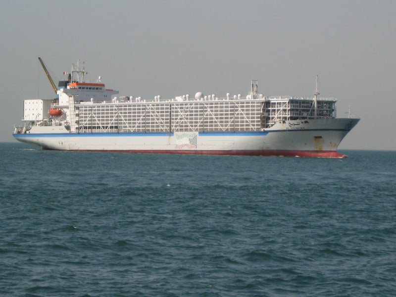 Tusentals djur fast på fartyg i Indiska oceanen i en månad - Foto: Al Shuwaikh livestock carrier arrives in Bahrain from Australia 2000.