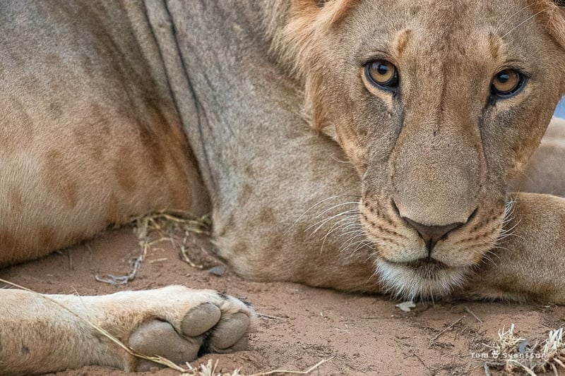 close up on a lion in the grass