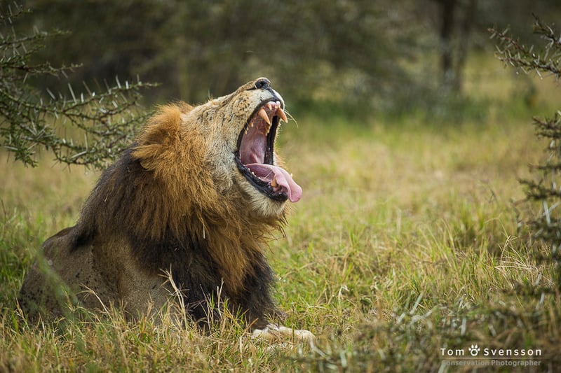 A big male lion is yawning in the grass