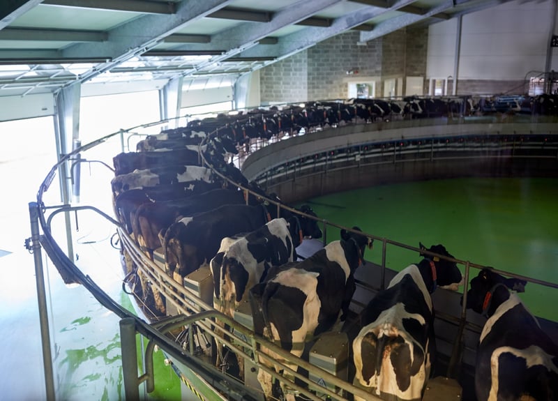 milking cows at dairy farm rotary parlour system
