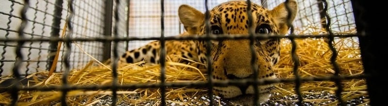 Skogsbränderna i Brasilien är en katastrof för vilda djur. Tack vare våra gåvogivare kan vi hjälpa branddrabbade djur att återhämta sig efter bränderna. Bland andra jaguarungen Xama och spindelapan Cigarr.