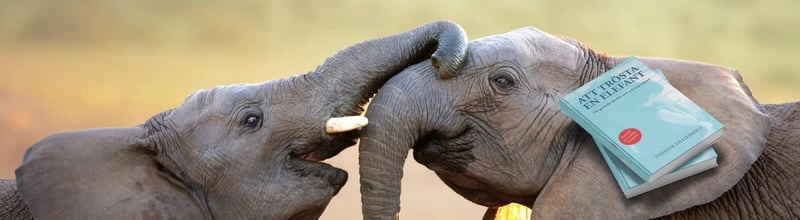 Therese Lilliesköld är biolog och hennes specialområde är relationer mellan djur och människor. Det är också temat för hennes nya bok ”Att trösta en elefant”, som handlar om hennes gripande möten med elefanter.