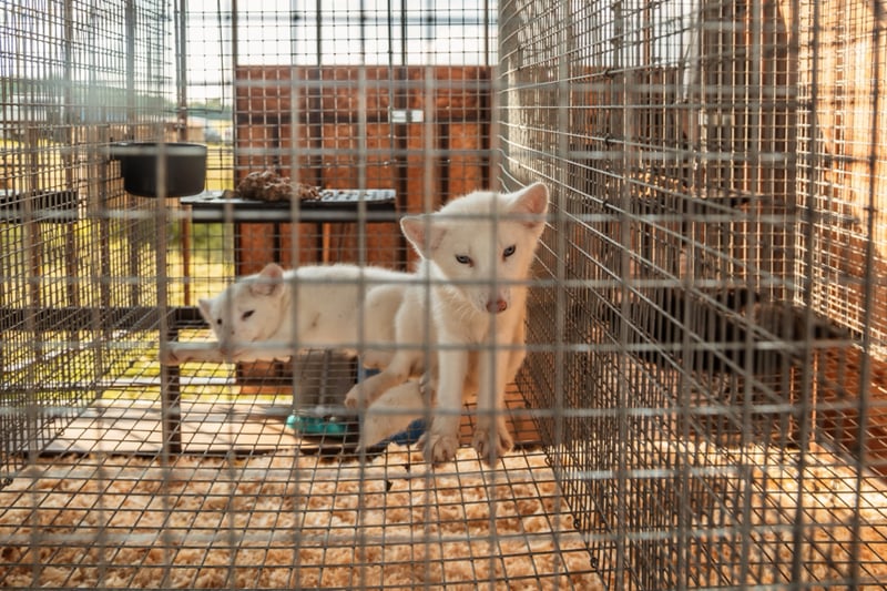 EFSA, EU:s expertmyndighet för mat och säkerhet, granskar nu i veckan förhållandena på finska pälsfarmer. World Animal Protection ser undersökningen som en beklaglig fördröjning av ett pälsförbud. Ett svek mot både pälsdjuren och folkviljan i EU.