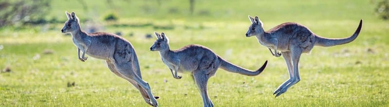 Ännu en framgång för kängurur! Från World Animal Protections australiska kontor kommer den glädjande nyheten att New Balance är det senaste i raden av stora sportföretag som väljer bort känguruskinn i sina produkter.