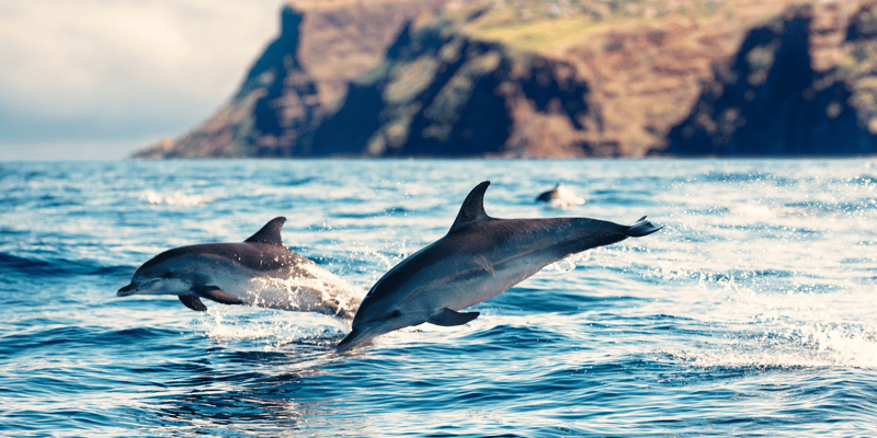Two bottle nosed dolphins playing and jumping in the blue ocean