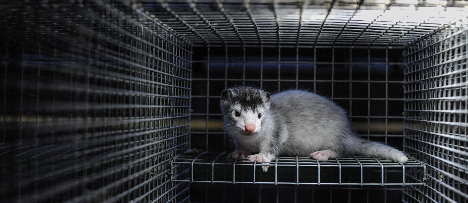 mink